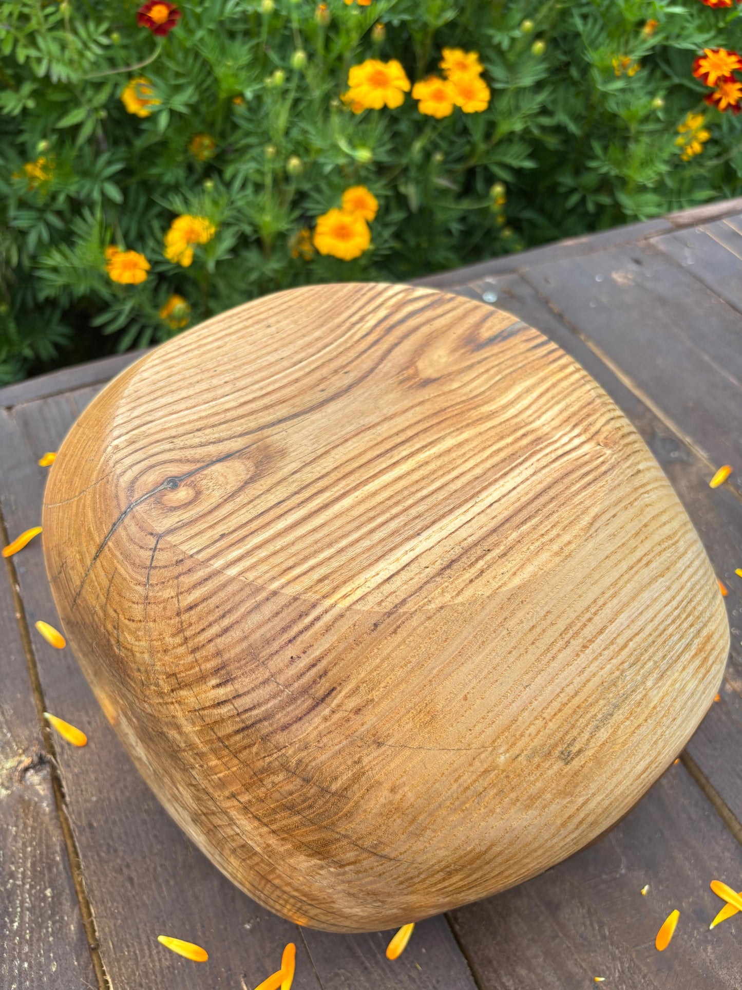 The Bark Crown